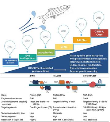 Versatile Genome Engineering Techniques Advance Human Ocular Disease Researches in Zebrafish